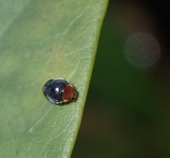 Cryptolaemus montrouzieri