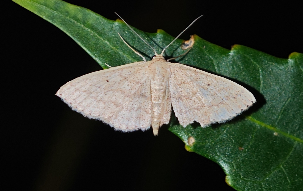 Scopula internataria