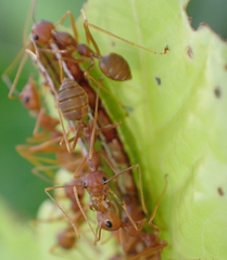 Oecophylla smaragdina