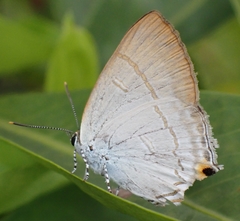 Hypolycaena erylus