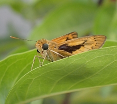 Cephrenes trichopepla