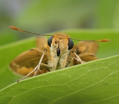 Cephrenes trichopepla