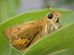 Cephrenes trichopepla