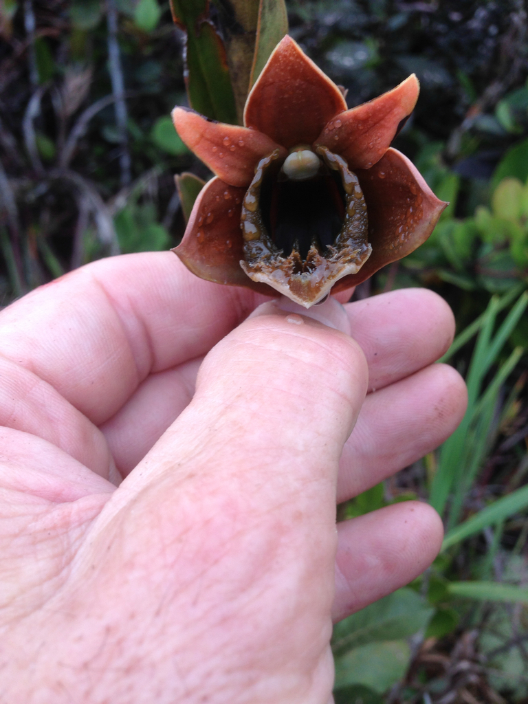 Dendrobium piranha C.L.Chan & P.J.Cribb 3