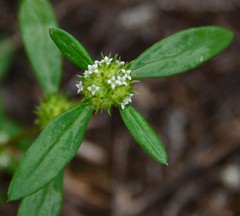 Mitracarpus breviflorus