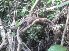 Phataginus tricuspis