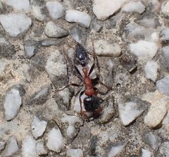 Tetraponera rufonigra