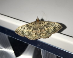 Anticarsia gemmatalis