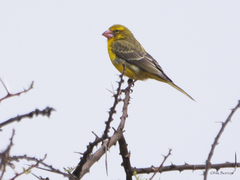 Crithagra donaldsoni