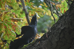 Corvus corone