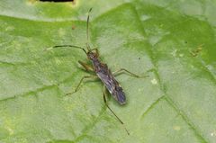 Neopamera neotropicalis