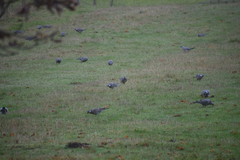 Columba palumbus