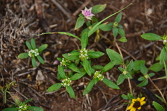 Mitracarpus breviflorus