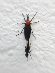 Dilophus pectoralis