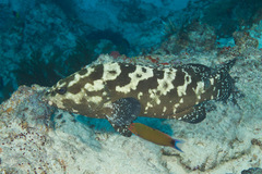 Epinephelus polyphekadion