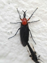 Dilophus pectoralis