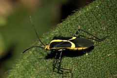 Hypselonotus linea