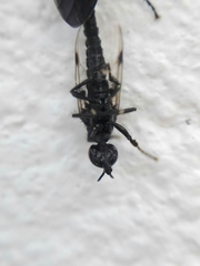 Dilophus pectoralis