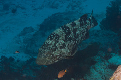 Epinephelus malabaricus