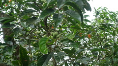 Elaeocarpus serratus