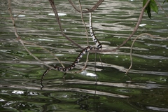Trimerodytes aequifasciatus