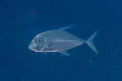 Caranx papuensis
