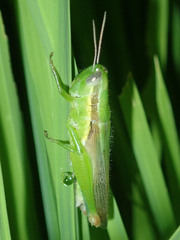 Caelifera