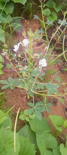 Tarenaya longicarpa