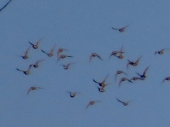 Syrrhaptes paradoxus