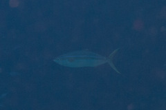 Elagatis bipinnulata