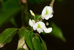 Craibia zimmermannii