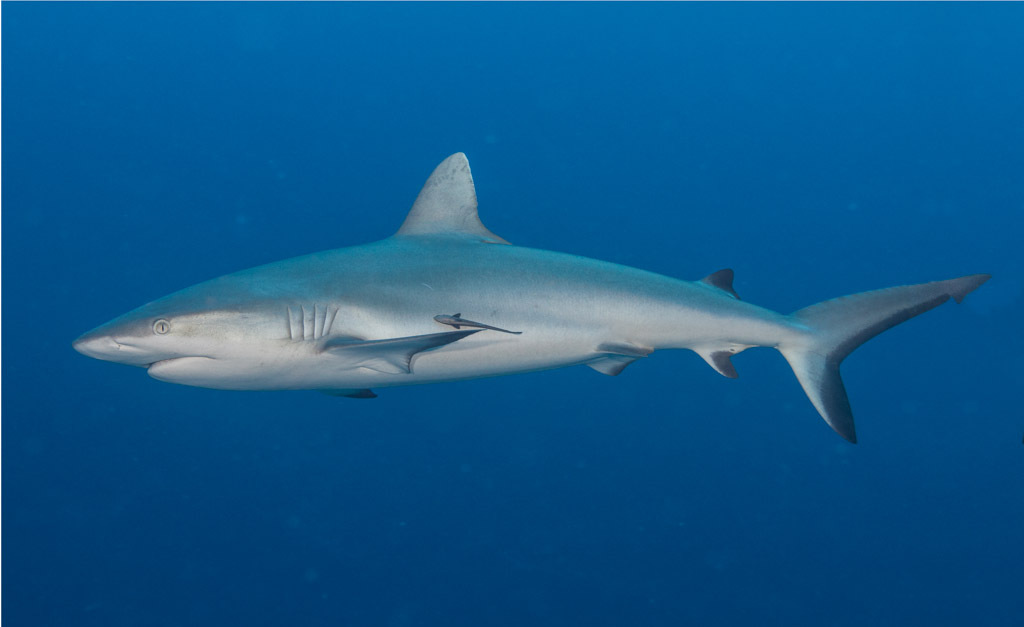 Tubarão-preto Carcharhinus Sinônimos Sobre O Recife De Coral Foto de Stock  - Imagem de animal, dentes: 157704248