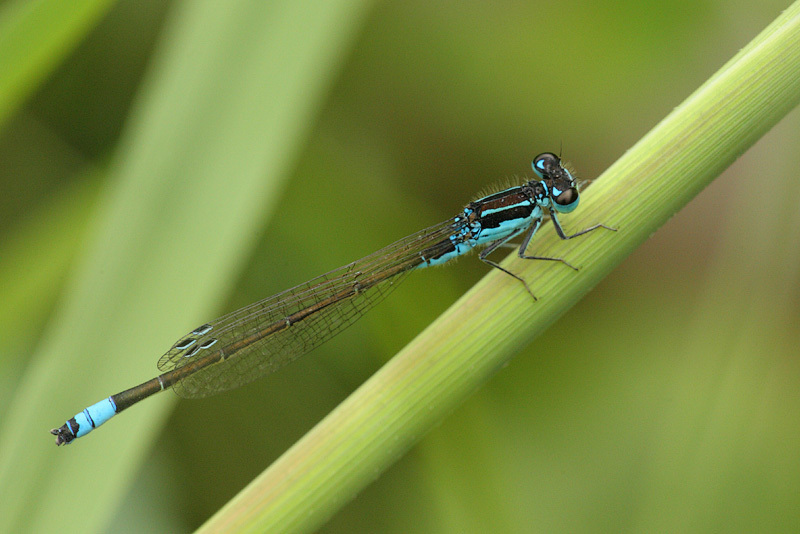 Proischnura