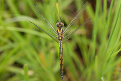 Trithemis dorsalis