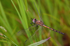 Trithemis dorsalis