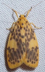 Miltochrista obsoleta