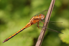 Orthetrum machadoi
