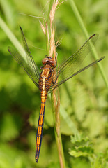 Orthetrum machadoi
