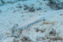 Valenciennea puellaris