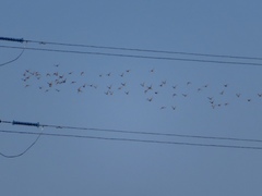 Syrrhaptes paradoxus