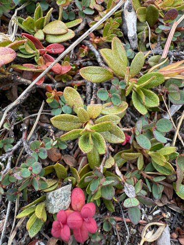 Lapland Azalea