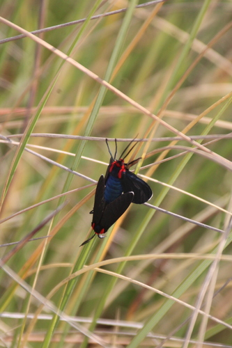 White-tipped Ctenucha photo 4