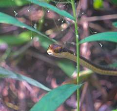 Dendrelaphis subocularis