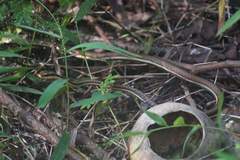 Dendrelaphis subocularis