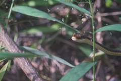 Dendrelaphis subocularis