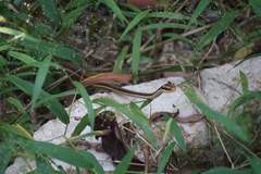 Dendrelaphis subocularis