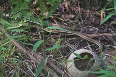 Dendrelaphis subocularis
