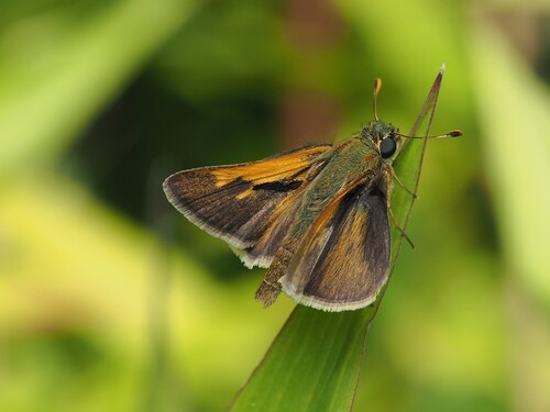 Tawny-edged Skipper photo 4