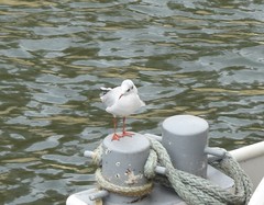 Chroicocephalus ridibundus