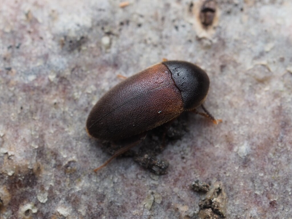 Pseudoholostrophus discolor